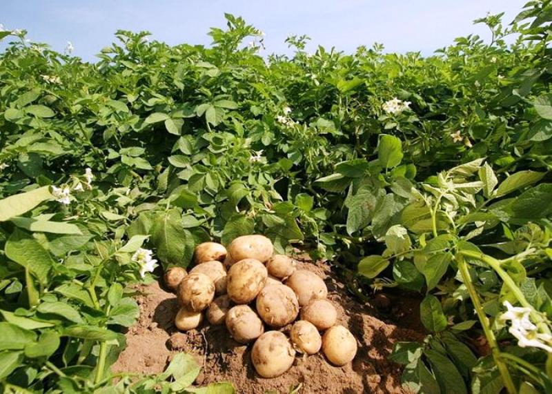 کاهش قیمت سیب زمینی تا ۱۰ روز آینده