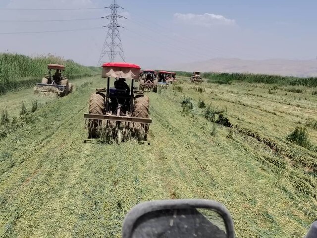 امحای ۸۶۰ هکتار محصول آلوده در جنوب‌شرق شیراز