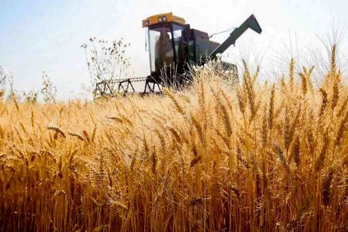 مطالبات گندمکاران از امروز پرداخت میشود